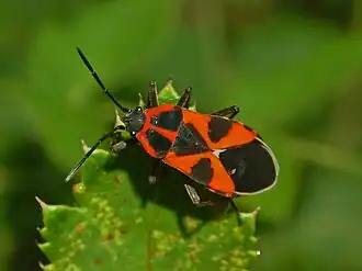 Tropidothorax leucopterus.