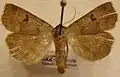 Lygephila viciae(Toxocampinae)