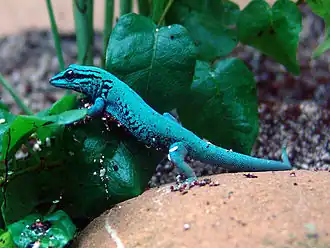 Description de l'image Lygodactylus-williamsi.jpg.