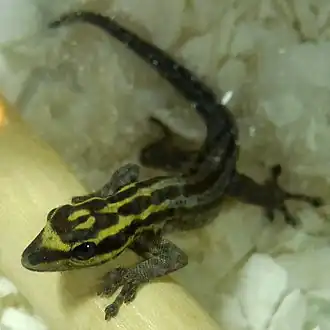 Description de l'image Lygodactylus kimhowelli 2.jpg.