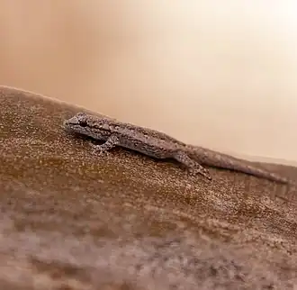 Description de l'image Lygodactylus klugei (Smith, Martin & Swain, 1977) 3398822361.jpg.