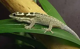 Description de l'image Lygodactylus mombasicus Nov 27 2007-male display.jpg.