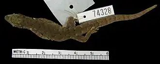 Description de l'image Lygodactylus rex BROADLEY 1963 Paratype.jpg.