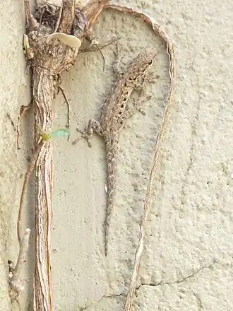 Description de l'image Lygodactylus stevensoni.jpeg.
