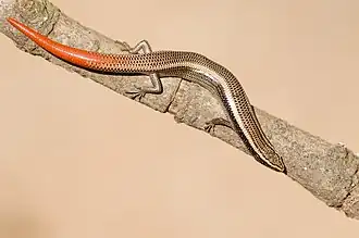 Description de l'image Lygosoma cf. punctata juvenile.jpg.