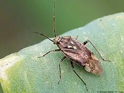 Lygus rugulipennis