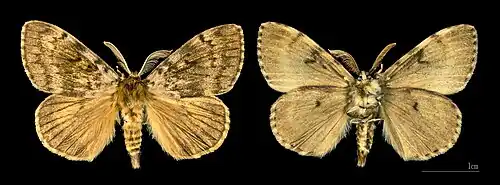 ♂ Bastelica MHNT