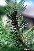 Chenille