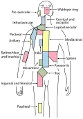 Regional lymph tissue