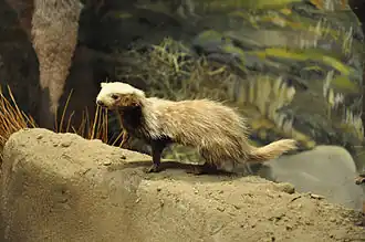 Belette de Patagonie (Lyncodon patagonicus).
