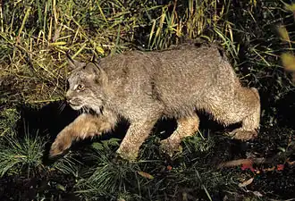 Le lynx du Canada.