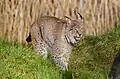 Lynx.