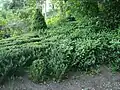 Un massif de buis (Buxus sempervirens), dans le jardin du Rosaire.