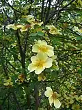 Rosa xanthina f. spontanea, Canary Bird, dans le jardin des roses anciennes (détail de la fleur).