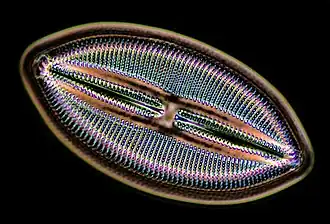 Description de l'image Lyrella hennedy 1600x contrast invertion.jpg.