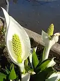 Spathe et spadice