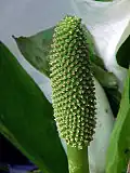 Spadice