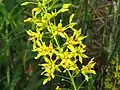 Inflorescence.