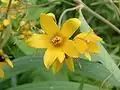 Lysimachia vulgaris.