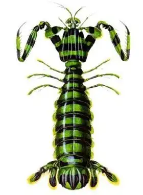 Description de l'image Lysiosquilla_maculata_ps1.jpg.