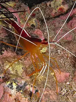 Lysmata grabhami