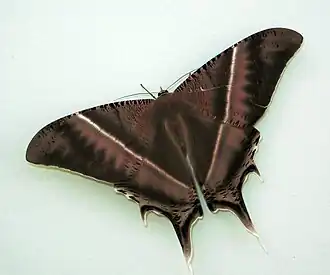 Lyssa
