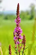 Flore : Lythrum salicaria