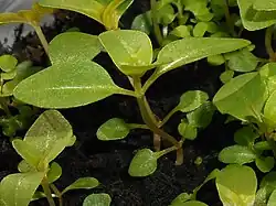 Jeune plant.
