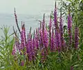 Salicaire commune (Lythrum salicaria)