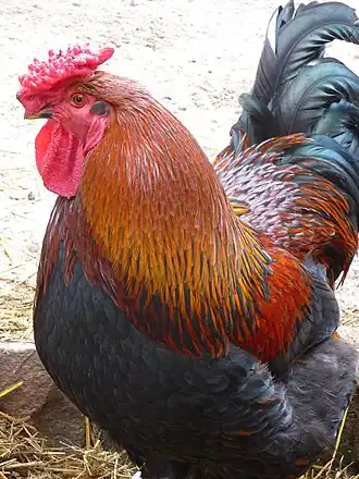 Coq Red Cap.