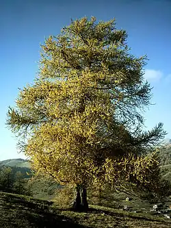 Mélèze en automne.