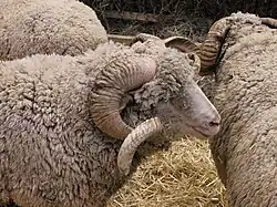 Gros plan sur un bélier au milieu d'autres ovins