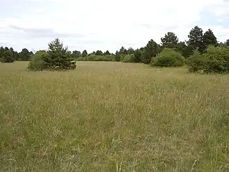 Mésobromion à Dijon (Côte-d'Or)