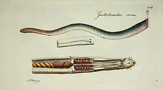 Myxine glutinosa (illustration de 1801).