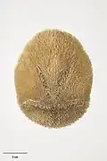 Brissus gigas