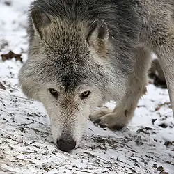 Loup de l'Est (Canis lycaon).