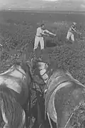 Membres du kibboutz Afikim coupant du fourrage pour le bétail, mars 1937