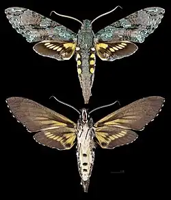 Pseudococytius