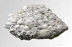 Trigonia daedalea