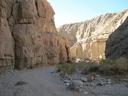 Palm Wash