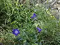 pied de Chelonanthus purpurascens