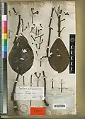 Une page d'herbier de bois d'éponge