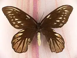 Troides alexandrae, femelle