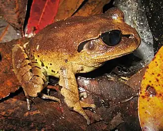 Description de l'image M fasciolatus.jpg.