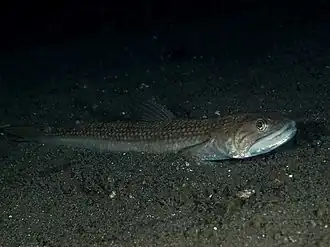Saurida macrolepis.