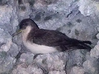 Photographie couleur d'un oiseau, dans les rochers, de profil gauche.