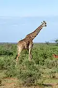 Girafe.