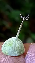 Moitié supérieure du fruit de Mabea piriri
