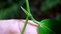 Stipule de Mabea piriri