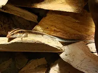 Description de l'image Mabuya quadricarinata (Wroclaw zoo)-2.JPG.